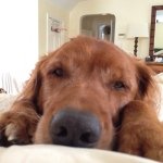 Profile Picture of Buddy Payne (@buddypayneretriever) on Instagram