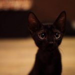 Profile Picture of Miharu Nagayama (@kowanko) on Instagram