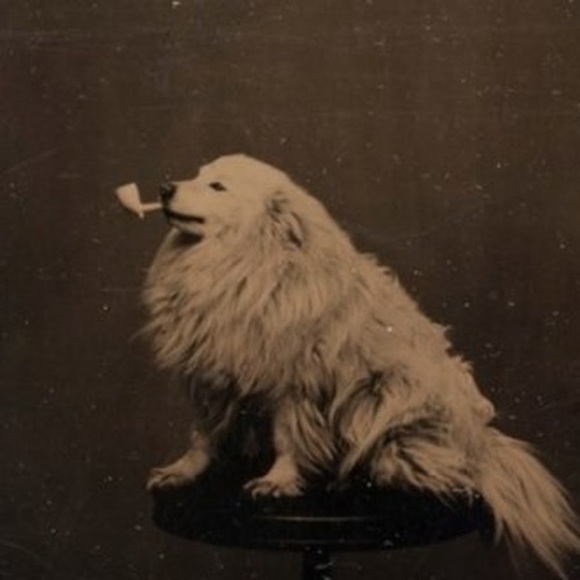 Profile Picture of James Danis (@jmdanis) on Poshmark