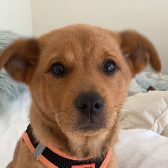 Profile Picture of Chris Casazza (@chrissycaz03) on Poshmark