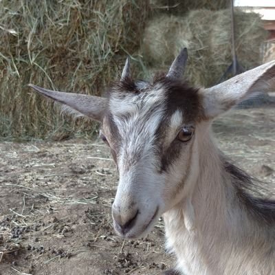 Profile Picture of Daniel Marzullo (@Danielmarzullo) on Twitter