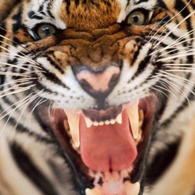 Profile Picture of Brent Mackey (@MachoTigre) on Twitter