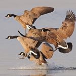 Profile Picture of Grayson Webb (@goosewebb46) on Instagram