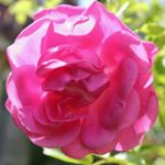 Profile Picture of Frantz Sylvestre (@frantz_sylvestre) on Instagram