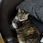 Profile Picture of Leia & Diana Chalmers (@lookingoodfelinegood) on Instagram