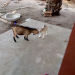 Profile Picture of Marcel Joseph Sossou (@sossoumarceljoseph) on Instagram