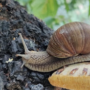 Profile Picture of Paskil Bok (@paskilbok) on Youtube