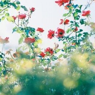 Profile Picture of Lily Mahon (@Lily_Mahon) on Twitter