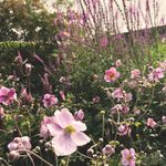 Profile Picture of Bianca Harris (@biancajnharris) on Instagram