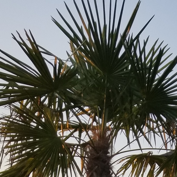 Profile Picture of Alaina Primeaux (@aprimeaux14) on Poshmark