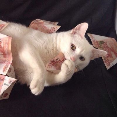 Profile Picture of ElSch (@ElinSshok) on Twitter