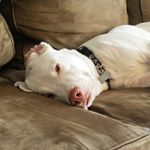 Profile Picture of Stevie Nicholson (@lowkeylegend019) on Instagram