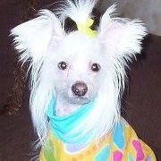 Profile Picture of Lisa Pitz-Rokusek (@rokusek) on Pinterest