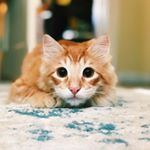 Profile Picture of Eric Cotton Ranger (@ericcottonranger) on Instagram
