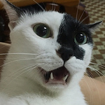 Profile Picture of Alice Wang (@alice-wang) on Flickr