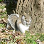 Profile Picture of Ann Duncan (@mstofufairy) on Instagram