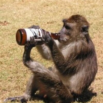 Profile Picture of Thomas Angerer (@schurl91) on Twitter