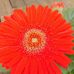 Profile Picture of Nancy Gibbons (@nancy.gibbons.14) on Facebook