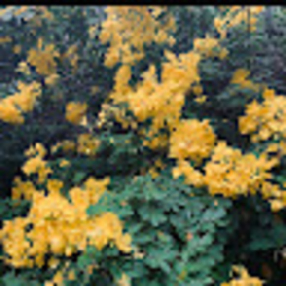 Profile Picture of Erika Dyson (@erikadyson) on Poshmark