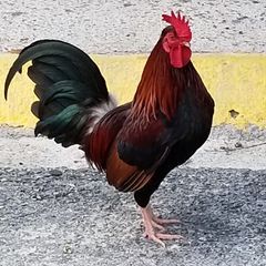 Profile Picture of Kenyon Mcgruder (@king.bundy21) on Tiktok