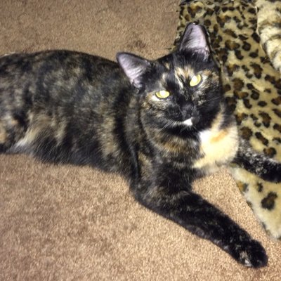 Profile Picture of Lorrie Evans (@teclady1956) on Twitter