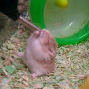 Profile Picture of Machoman Randy Savage Carouthers (@mrmrsc) on Myspace