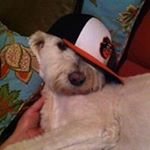 Profile Picture of Brian Kolbe (@kolbebrian) on Instagram