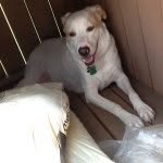 Profile Picture of Riggs The Dog (@riggs_jordan) on Instagram