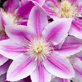 Profile Picture of Pam Calvin (@pam.calvin.7) on Facebook