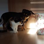 Profile Picture of Amy & Skipper (@amy.sweety) on Instagram