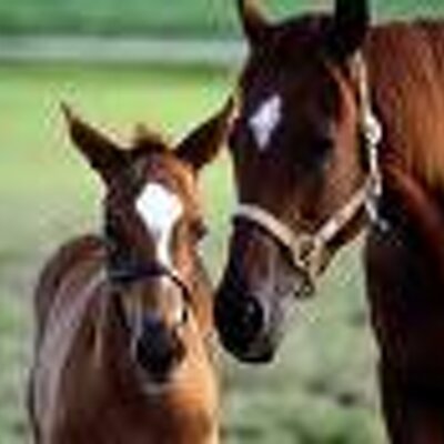 Profile Picture of Leah Parrish (@sha1231010) on Twitter