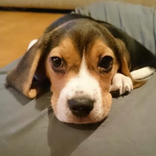 Profile Picture of Barry the Beagle (@beaglebarry) on Instagram