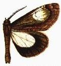 Profile Picture of Erochaon Wikipedia
