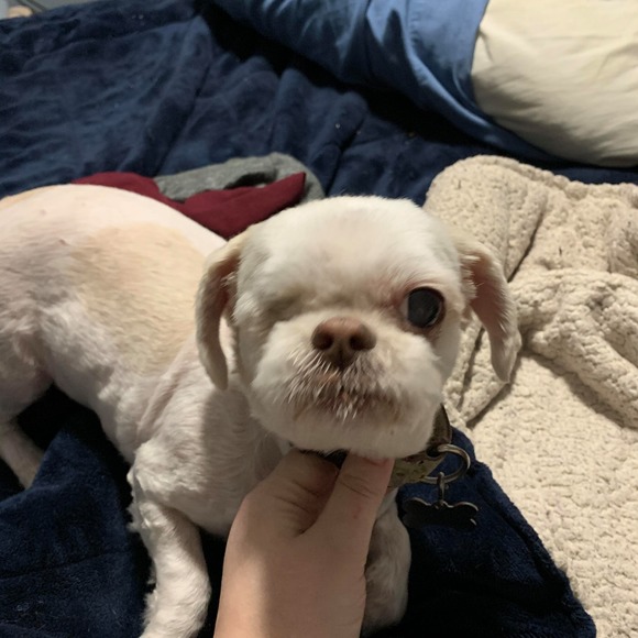 Profile Picture of Steffany Swedberg (@puddintat1) on Poshmark