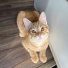 Profile Picture of FÉLIX🐾💛 (@@_felix_the_kitty_) on Tiktok