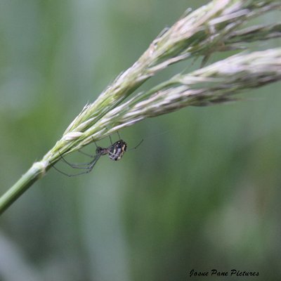 Profile Picture of Josh_Pane (@JosuePaneV) on Twitter