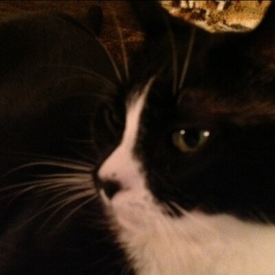 Profile Picture of Tammy Wilhoit (@lianesjewl) on Twitter