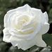 Profile Picture of Randosh Sy (@randosh.sy.98) on Facebook