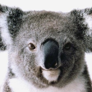 Profile Picture of Hugh Clark (@guitar_playing_koala) on Myspace