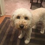 Profile Picture of Rosie Wachspress (@rosiebarks4buxmont) on Instagram