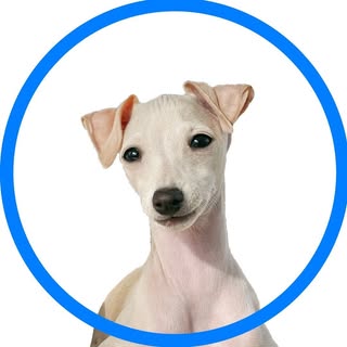 Profile Picture of kala the iggy (@kalatheiggy) on Instagram