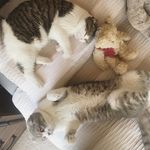 Profile Picture of Tink and Ella Scottish Folds (@tinkandella.fold) on Instagram