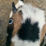 Ian Comerford - Instagram Profile Picture of Ian Comerford (@comerford_farm) on Instagram