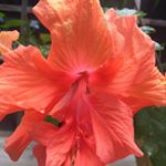 Profile Picture of Denise Capps (@onemommabear) on Instagram