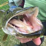 Profile Picture of Stuart Hutchison (@stu_hutch) on Instagram