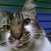 Profile Picture of Shamalah Narayanan (@shamalah-narayanan) on Quora