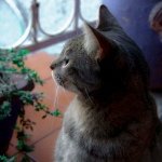 Profile Picture of Pretzell Nicolas (@pretzellpetrucci) on Instagram