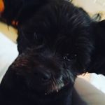 William Kappel - Instagram Profile Picture of William Kappel (@potatomanpeter) on Instagram