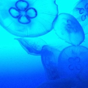 Profile Picture of 雑学まにあ (@joellenclark151) on Twitter