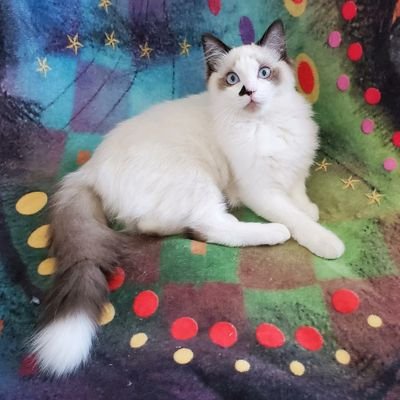 Profile Picture of Mike FZ (@MikeFaz4) on Twitter